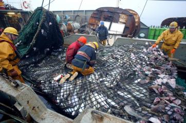 Российские рыбаки добыли с начала года свыше 600 тыс. тонн рыбы